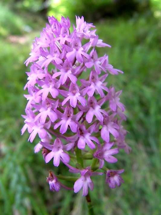 Le Orchidee di Quisisana